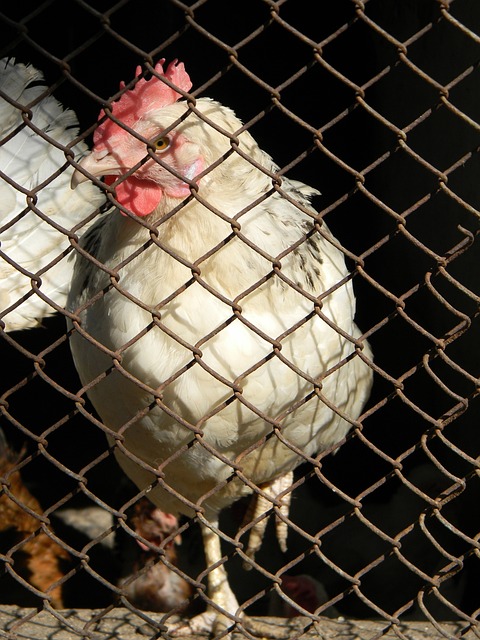 升了中国足 升了中国足