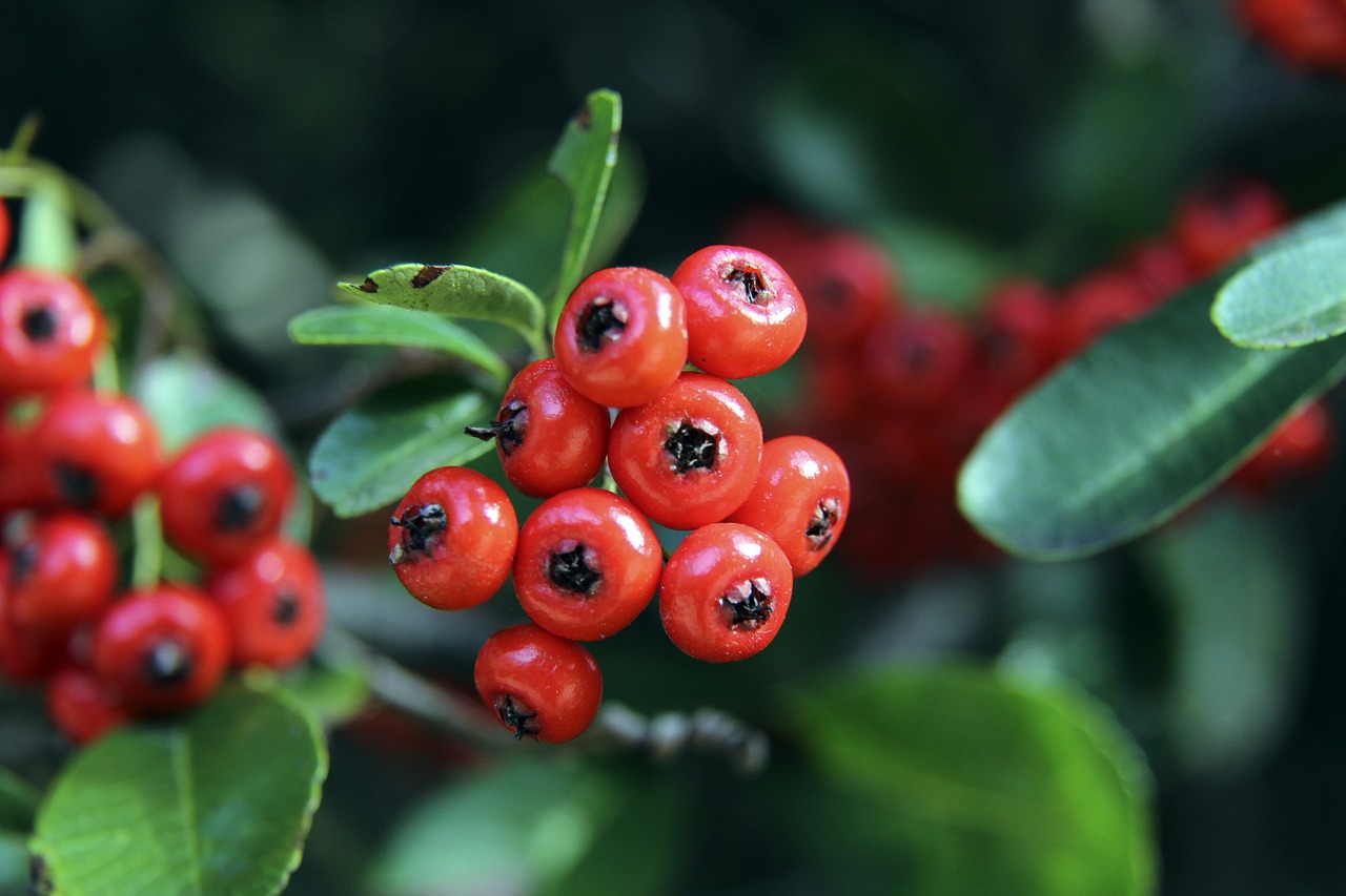 年内的教练 年内的教练