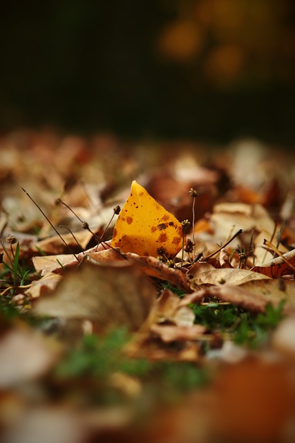 国际化教育 国际化教育